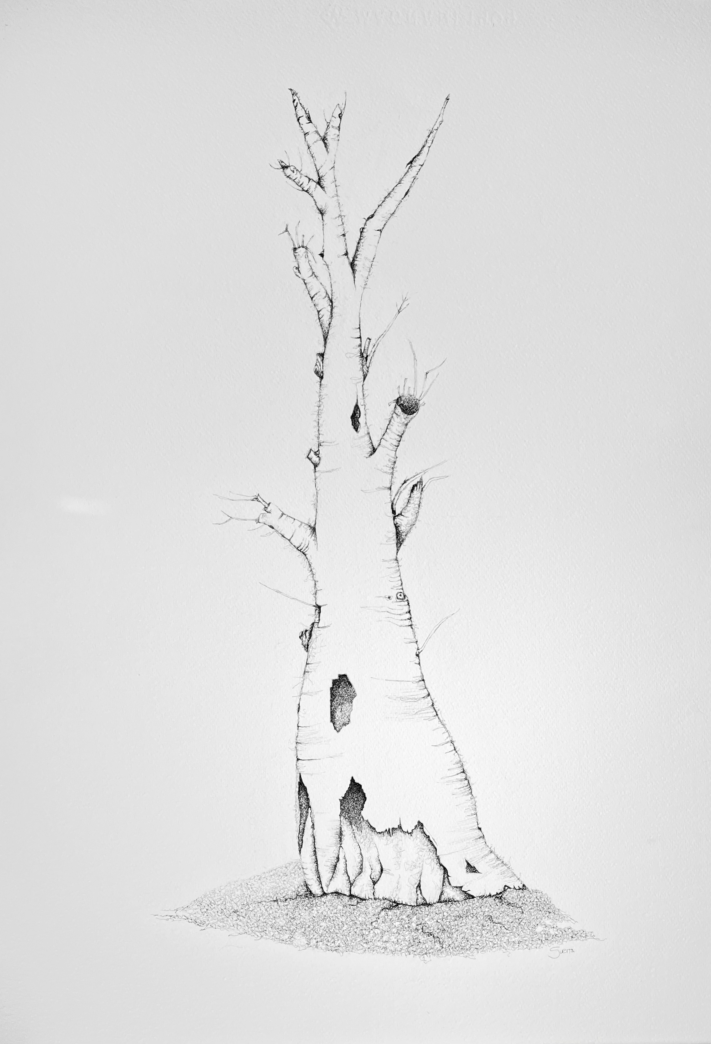 Echoes in the bark